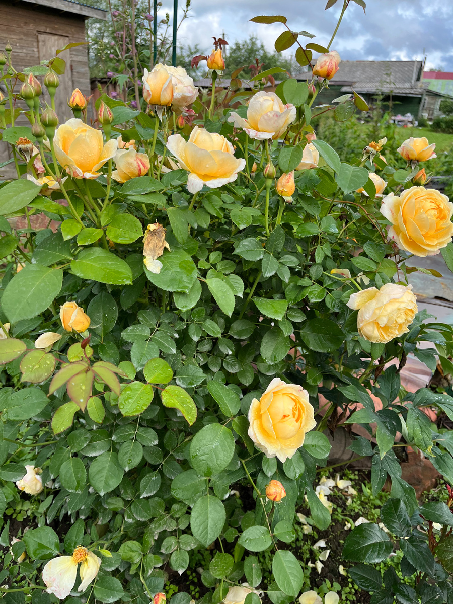 Шарлотта 3 года . Начало цветения 