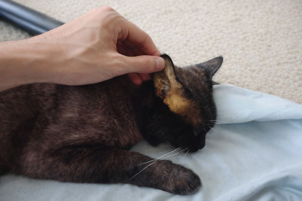 Почему у кошки пожелтели уши