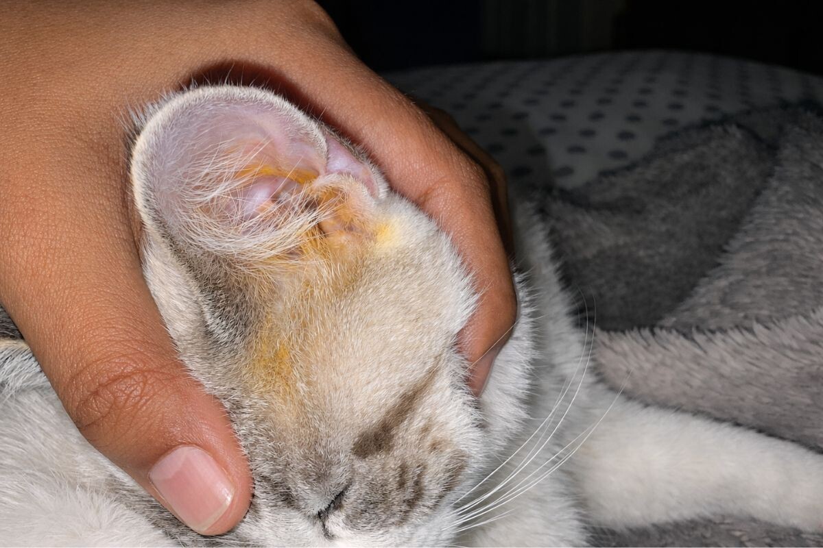 Почему у кошки жёлтые уши 