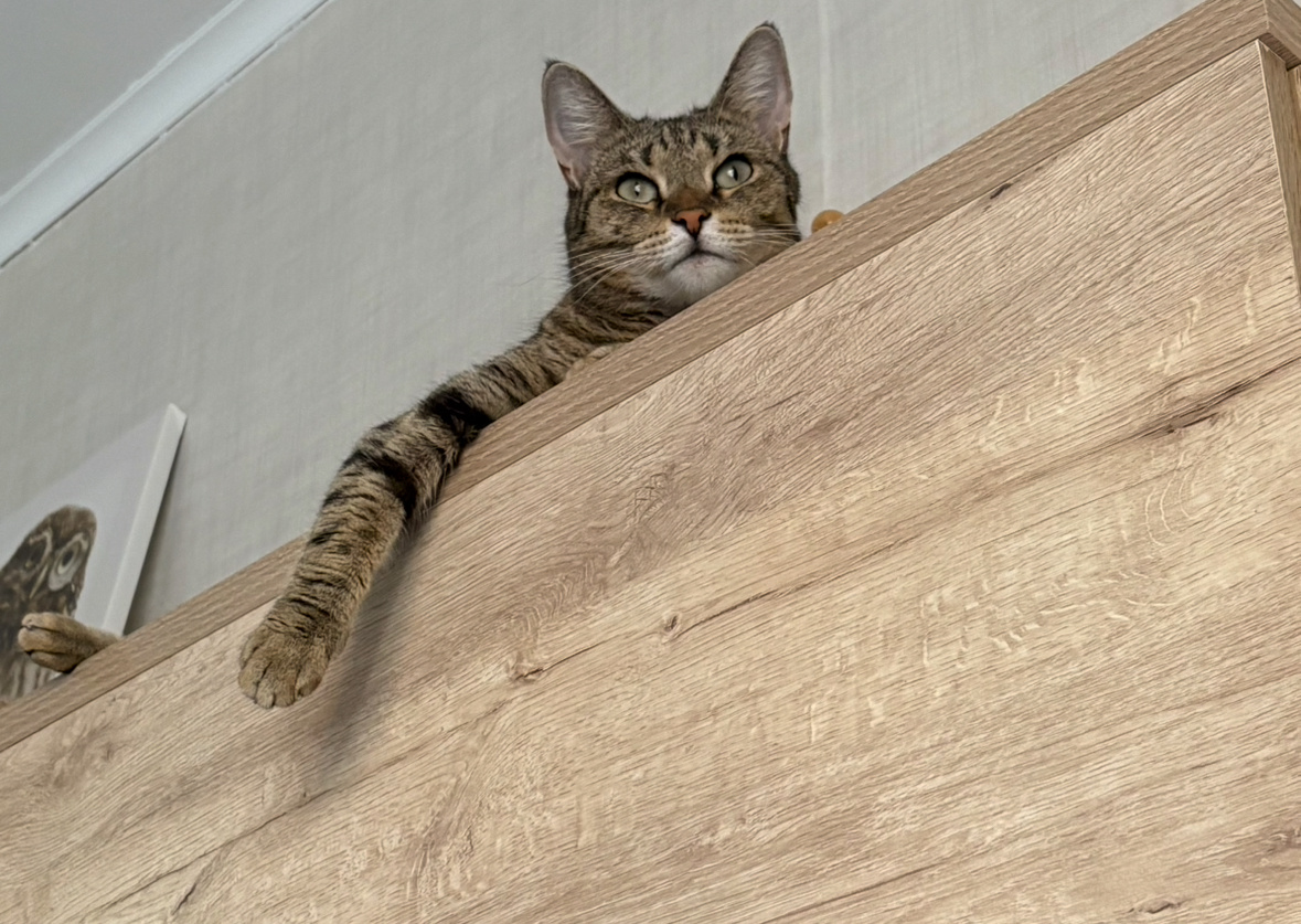 Ресторанный — это значит вкусно кормят??🧐 Нет??😱