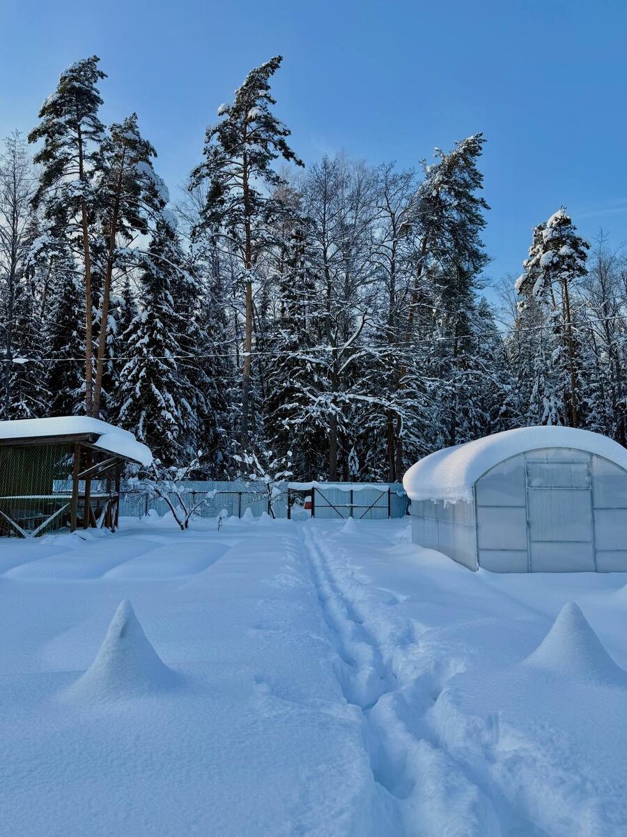 Зима.Январь.2026