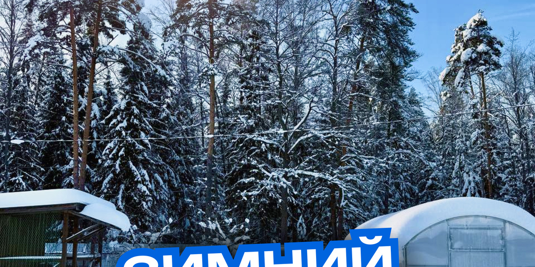 Зима на даче: тишина, снег и один важный урок для моего сада ❄️