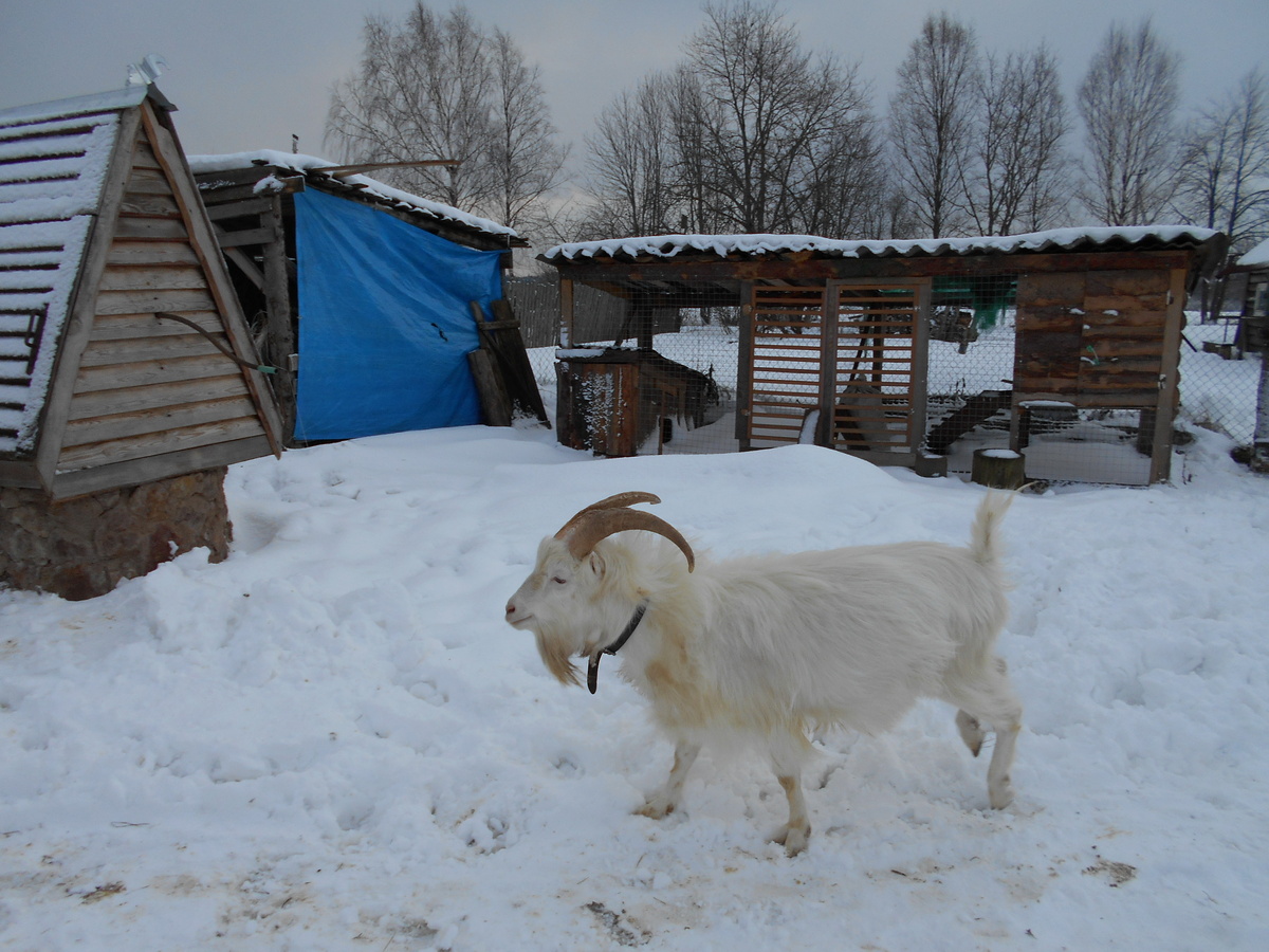 Он же в профиль ))