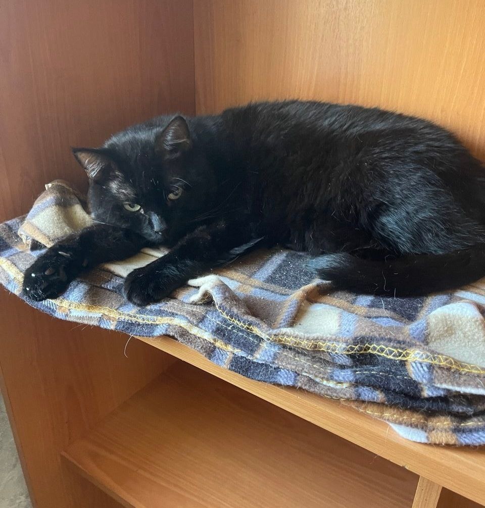 Блэк, 5 лет, здоров, привит, кастрирован. Ищет дом +7 903-266-04-05