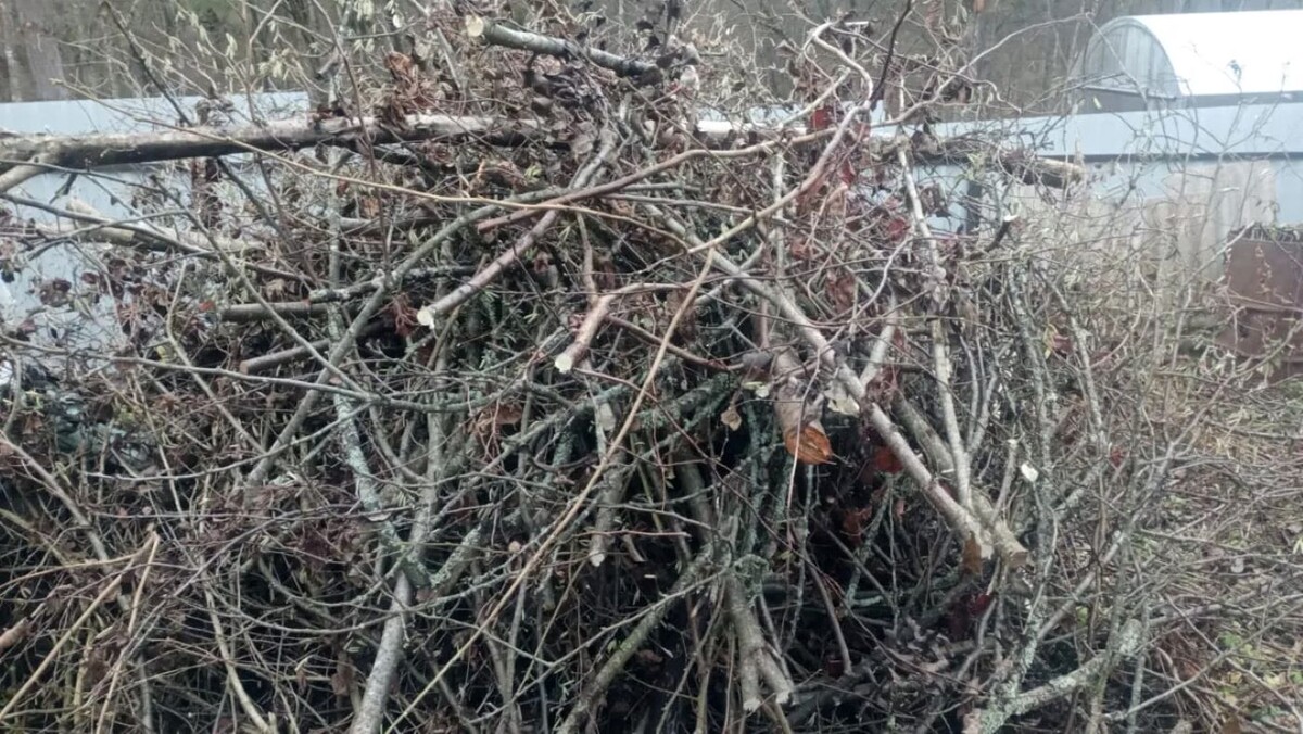 Мини-пила друга в действии, октябрь 2025 год