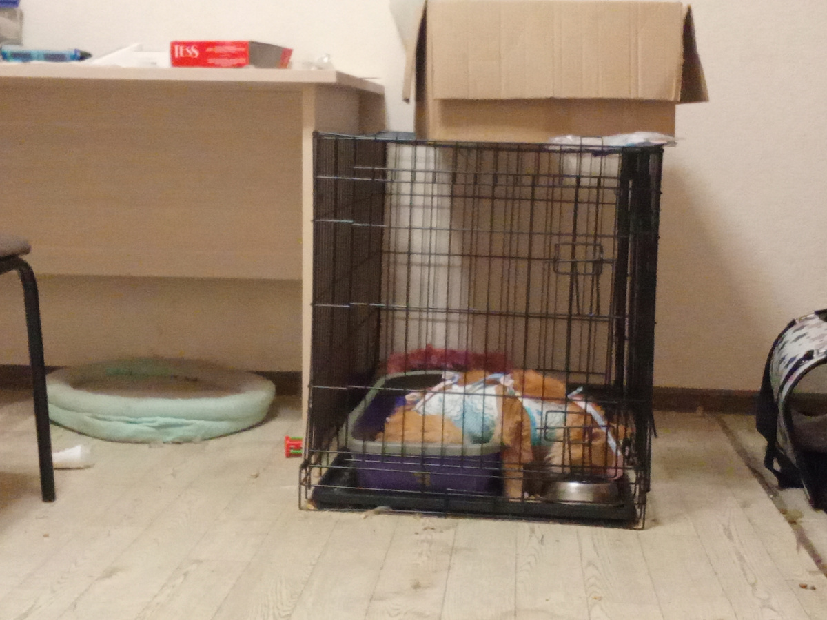 Рыжа в клеточке