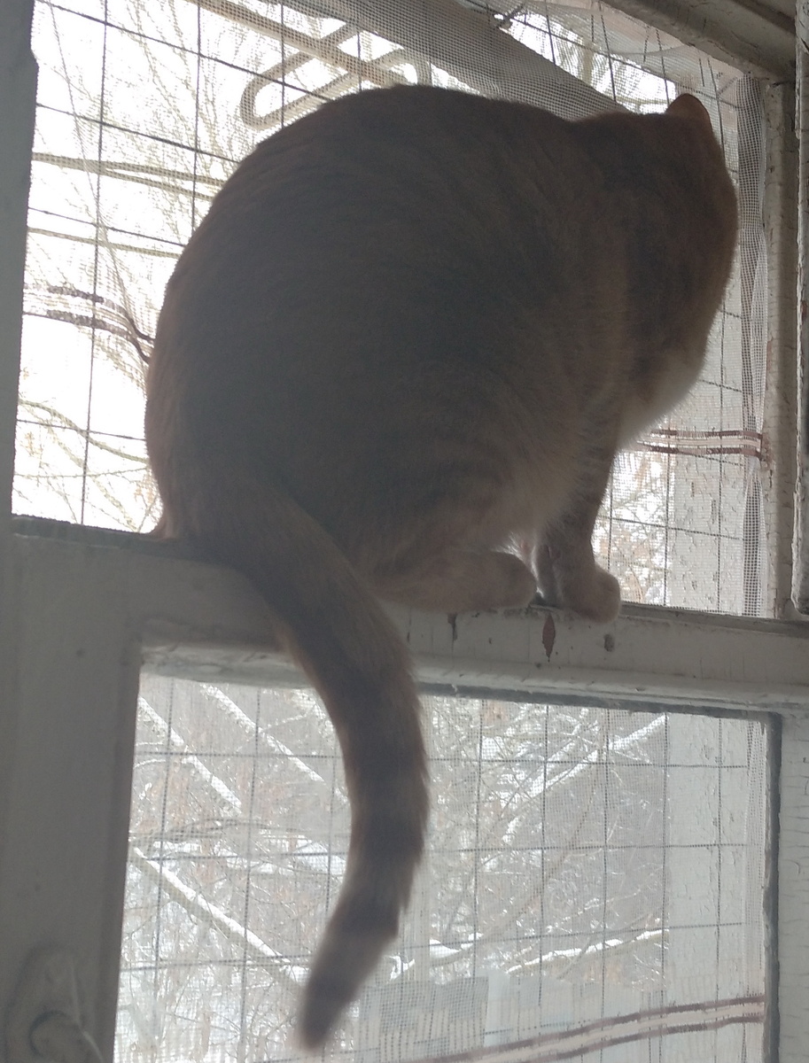 личное  фото