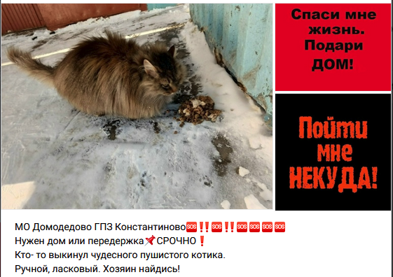 Объявление во вконтакте, изначально было указано про котика