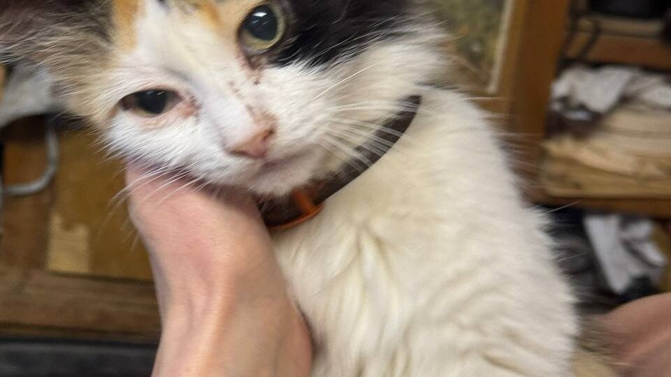 Эта девочка тоже живет у Петровича и она погибнет, если ее никто не заберет