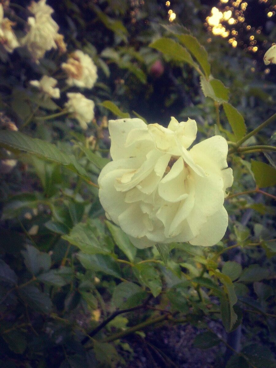 © Copyright: Ориби Каммпирр