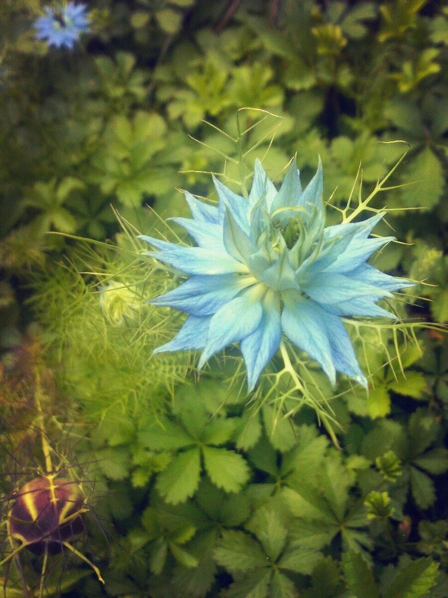 © Copyright: Ориби Каммпирр