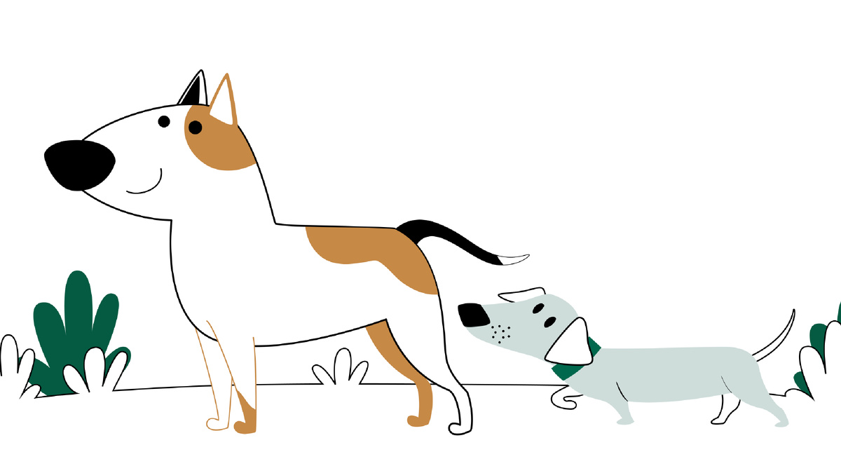 5 привычек собаки, которые человеку кажутся странными, но на деле являются нормой