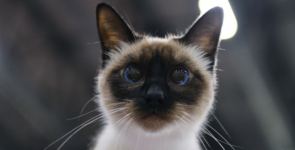    Фото: Наталья Селиверстова/«РИА Новости»