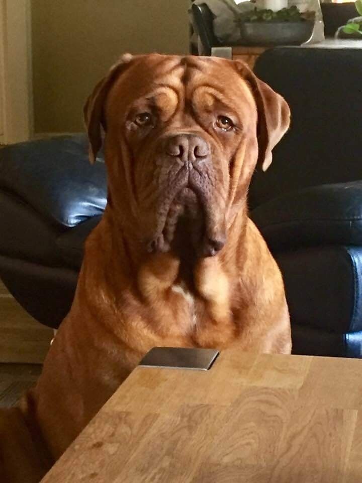 Бордоский дог, или французский мастиф. В 90-е их заводили братки, прельстившись устрашающим видом, и разочаровывались: собака-то уравновешенная, умная и не злобная.