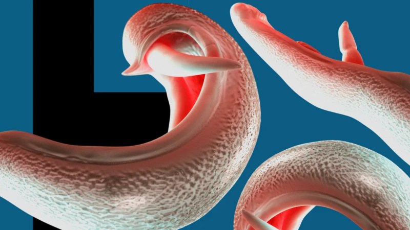 Проникающие в половые органы «гибридные паразиты» могут распространиться по всему миру