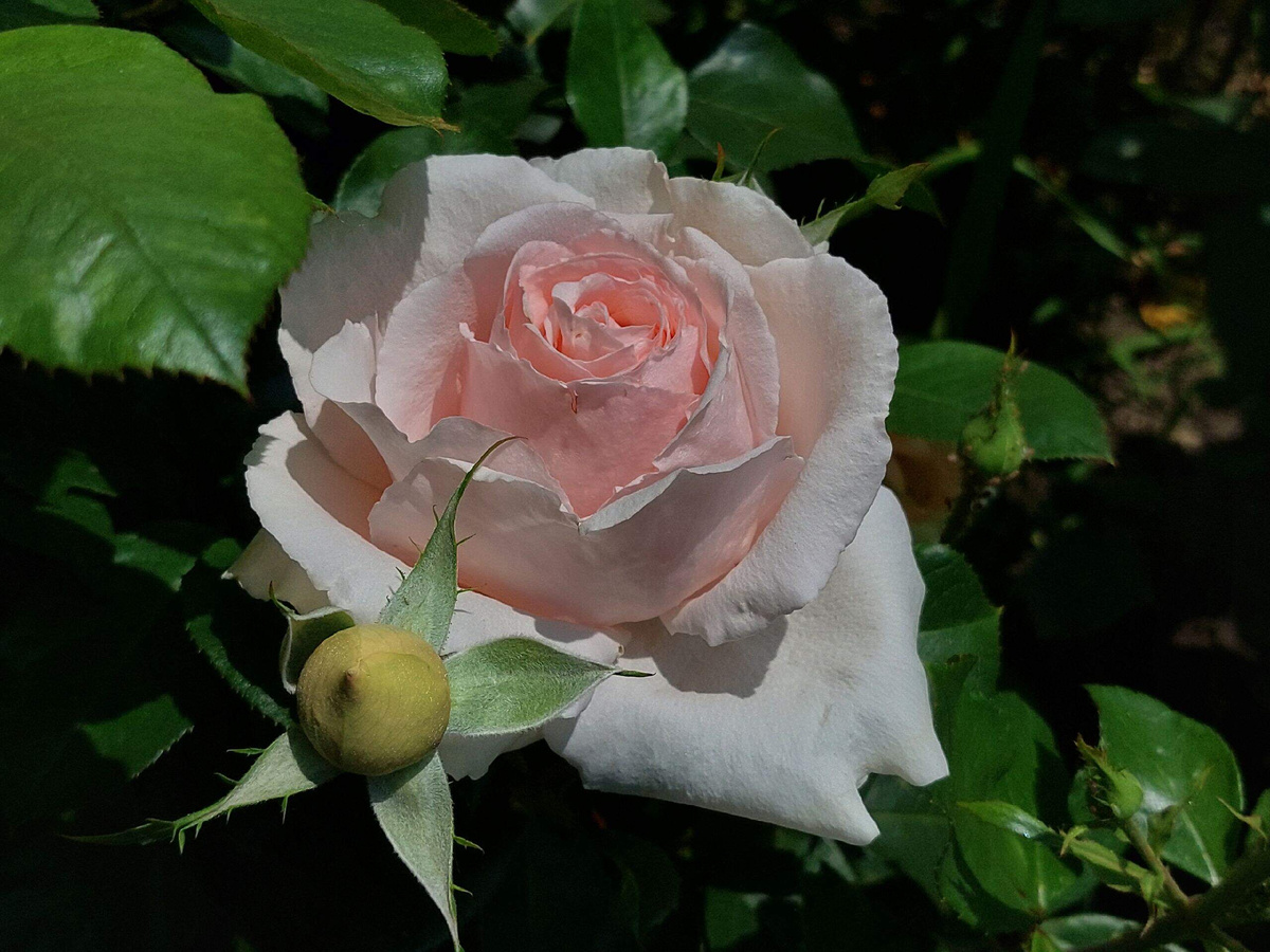  роза Андре ле Нотр. 