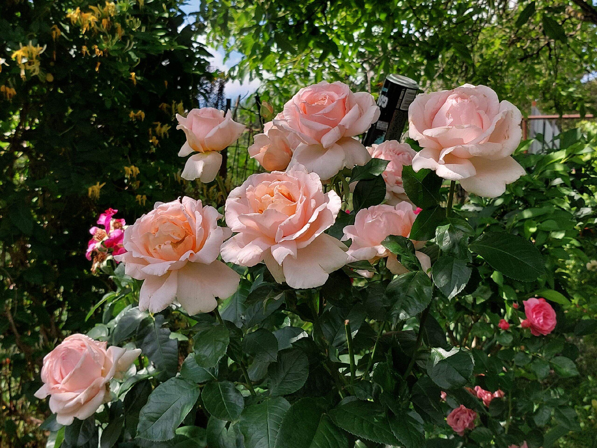 роза первая.