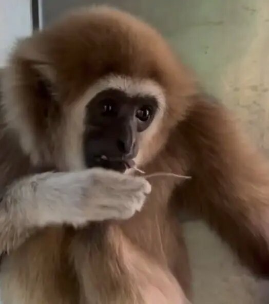    Фото: скриншот из видео пресс-службы Ленинградского зоопарка.