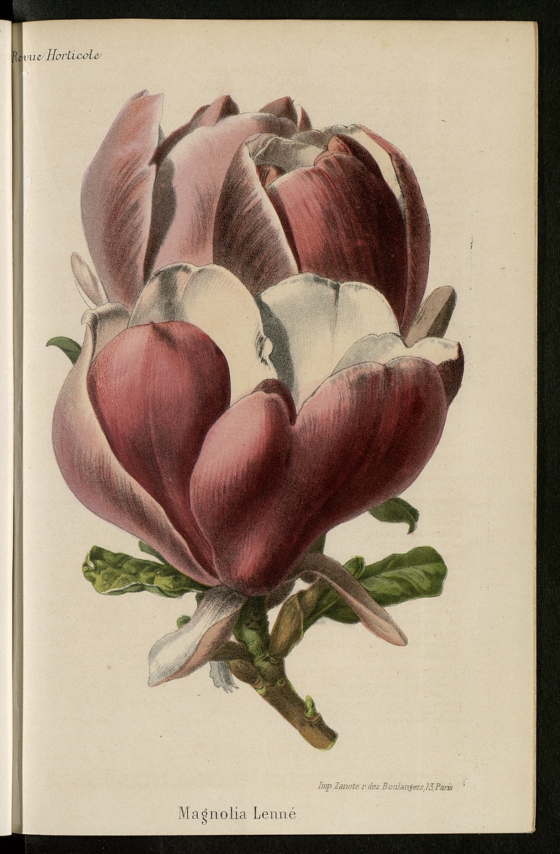Anonyme, « Magnolia Lenné » dans Revue Horticole, Paris, La Maison rustique, 1866. Hortalia.© Bibliothèque nationale de France