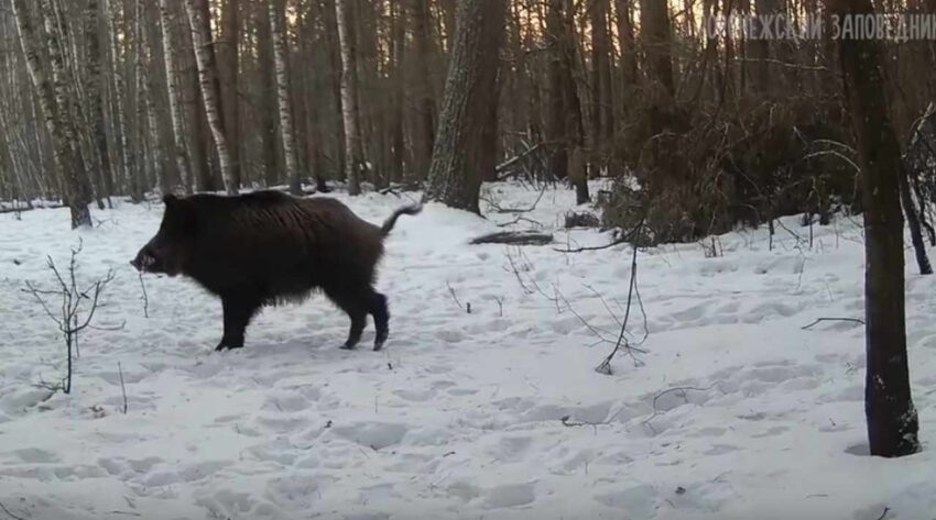    Воронежский заповедник.