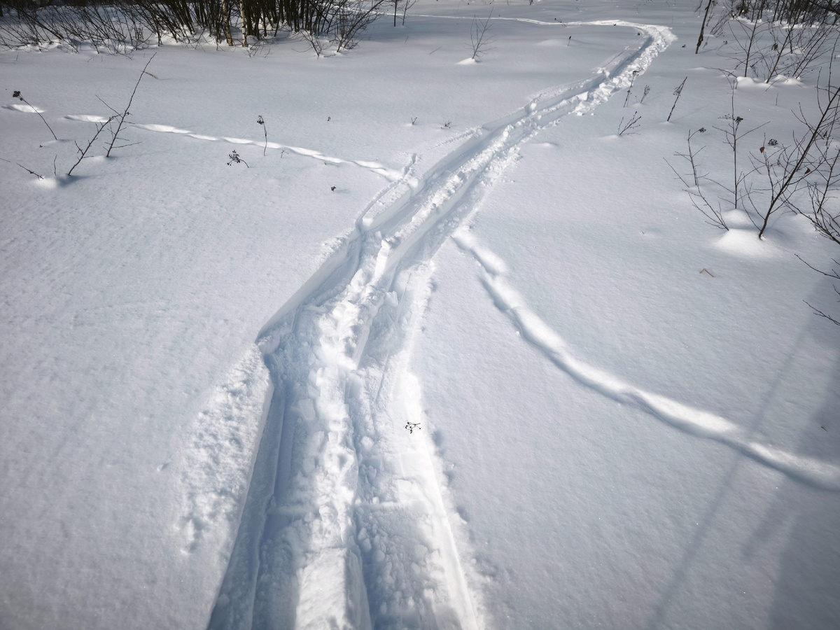 Я в одну сторону, зверь - в другую. 