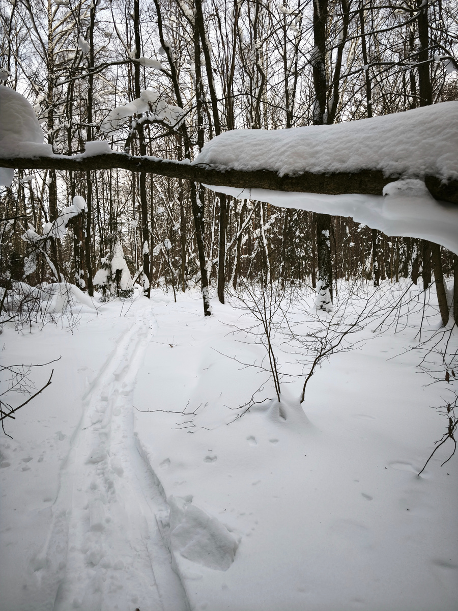 Лес завален метровым слоем снега.