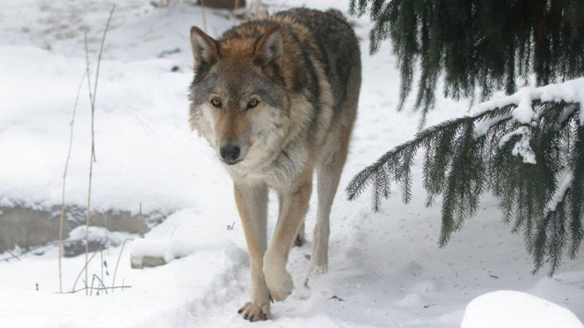 Фото: Телеграм-канал "Свирь Новости"