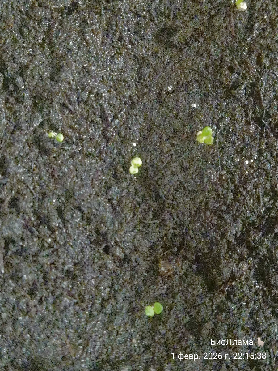 Бегония вечноцветущая