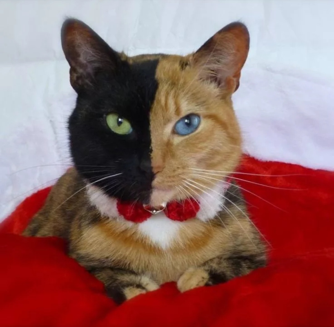 Кошка- химера