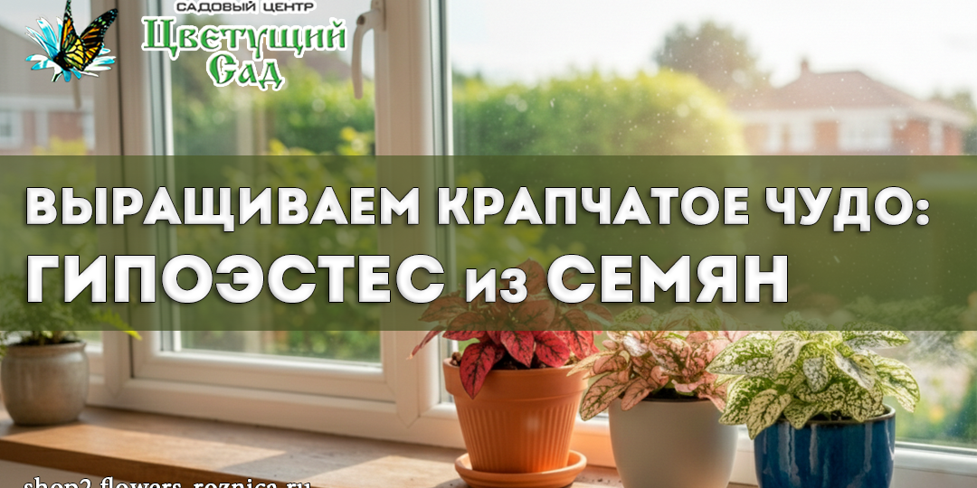 Выращиваем крапчатое чудо: гипоэстес из семян