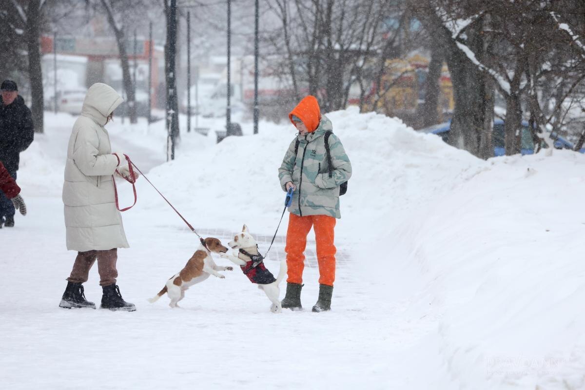   Если бы не аномальные сугробы, процесс потепления начался бы ещё раньше
