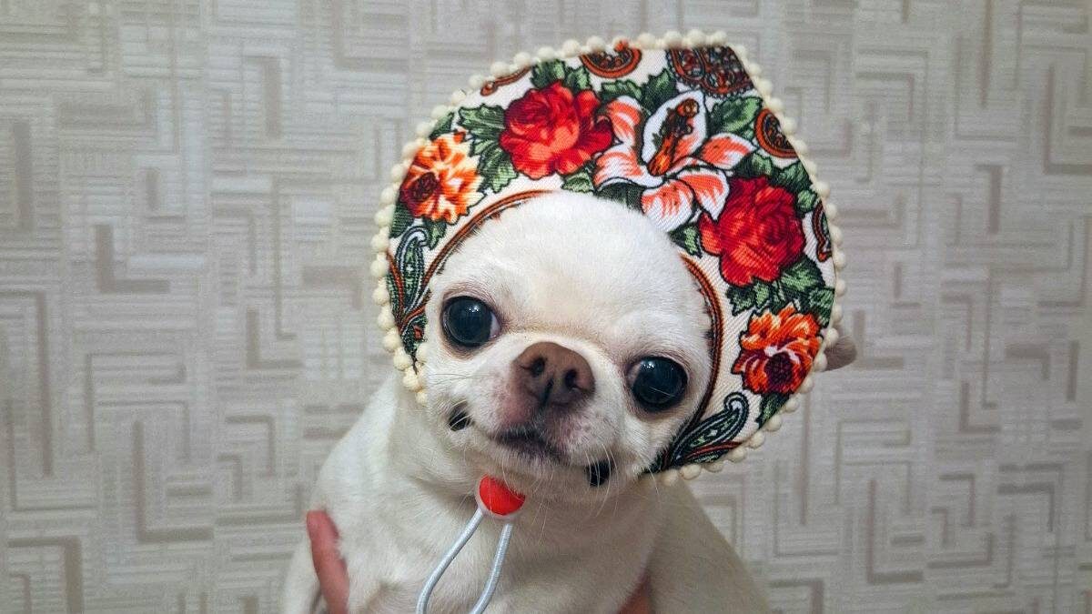    Собачка по кличке Зуля в кокошнике, который сшила ее хозяйка, москвичка Людмила Жданова / Фото: Людмила Жданова