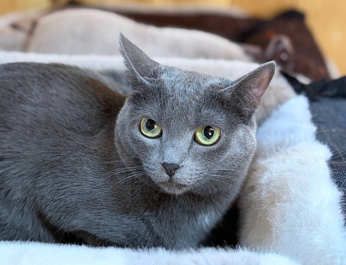 Подопечный приюта "Хочу жить"