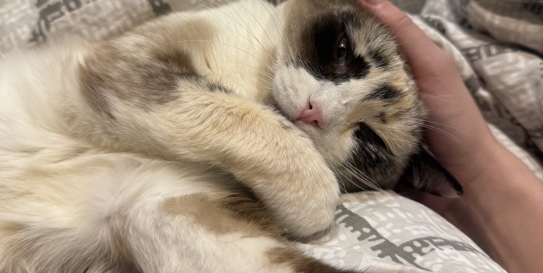 Домашние приветики от наших выпускников😻