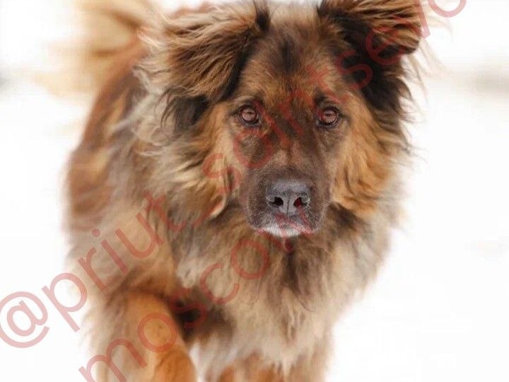 Пушистое счастье ждет своего хозяина