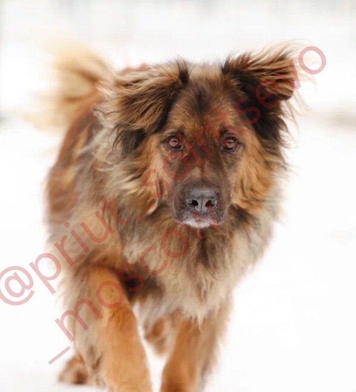 Привет. Я Альфред