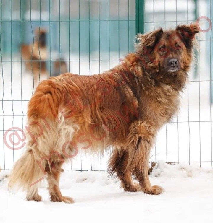 Собака-лохматое облако