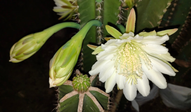    Цереус перуанский. Фото: Sexpert Cactus / Shutterstock / Fotodom