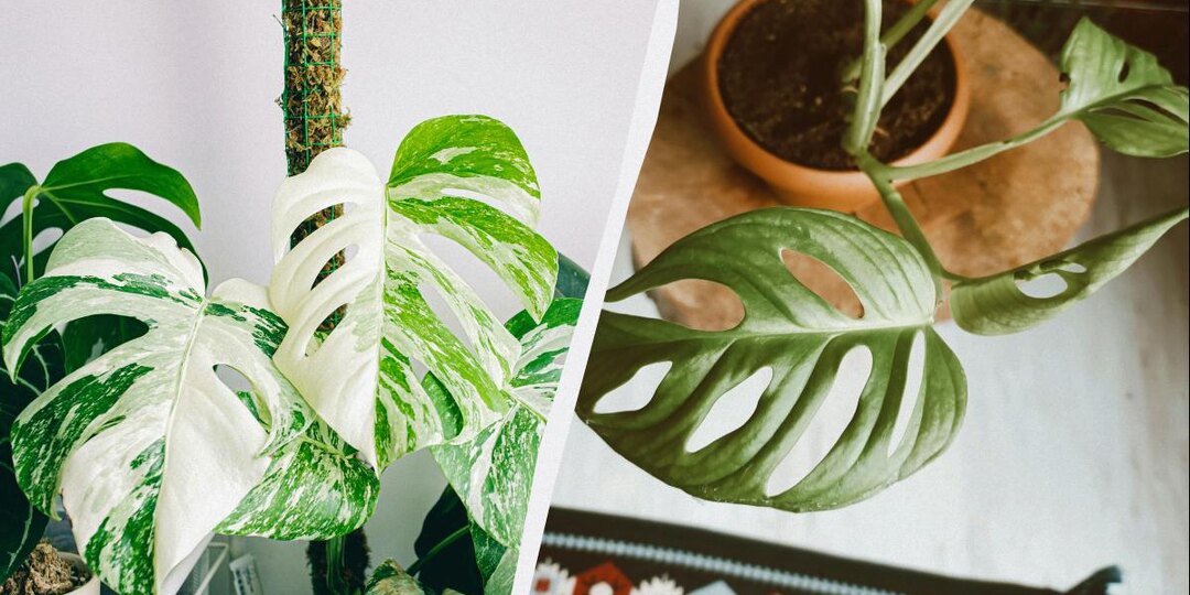 Монстеры не стоит выращивать в доме, и вот почему: 3 причины опасности
