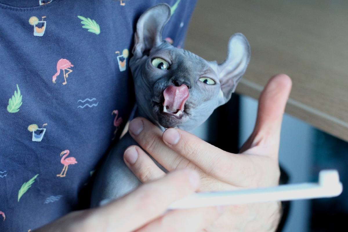 Если однажды выбор пал на сфинкса, после уже сложно рассматривать других кошек. Хоть и сложностей с лысиками немало 😅