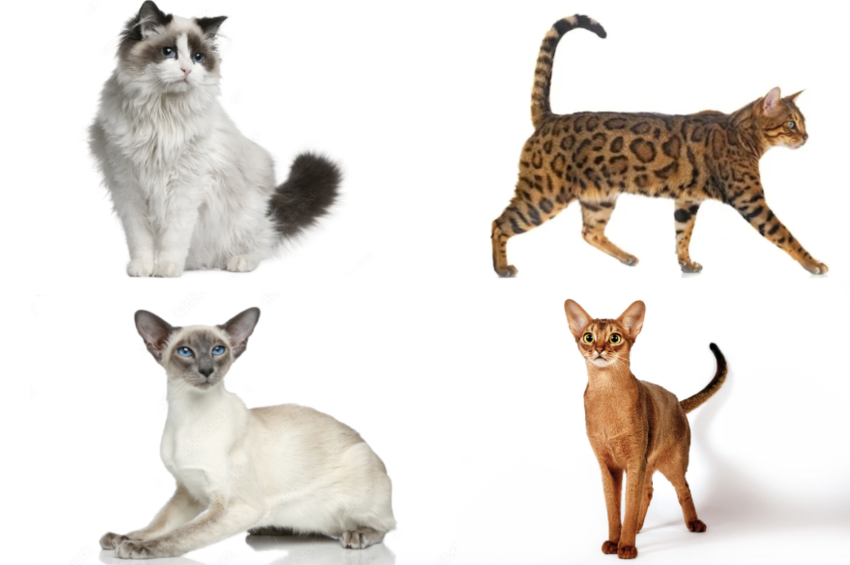 Наши варианты при выборе компаньона: рэгдолл, ориентал, бенгал и абиссинец
