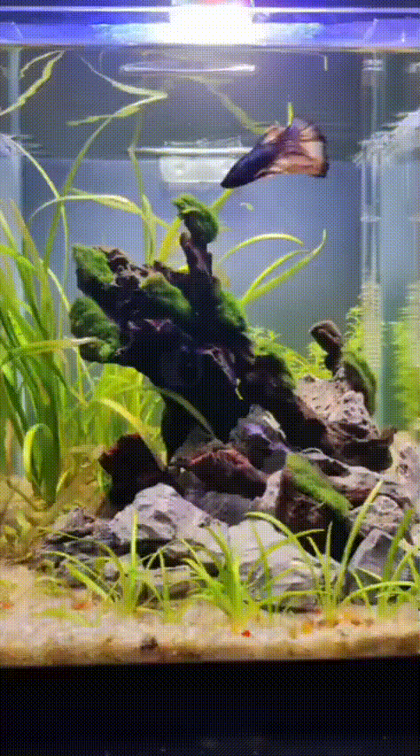 Наноаквариум на старте из архива 