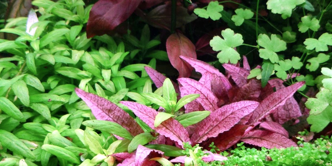 10 простых растений для наноаквариума. Когда размер имеет значение.