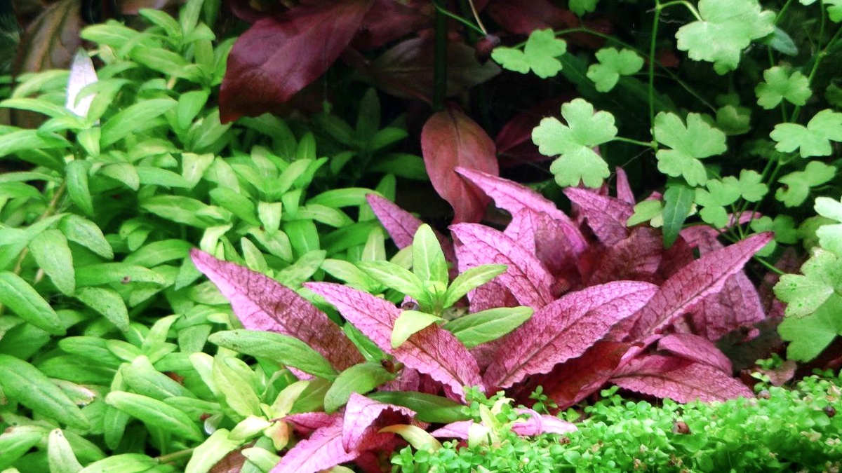 Наноаквариум