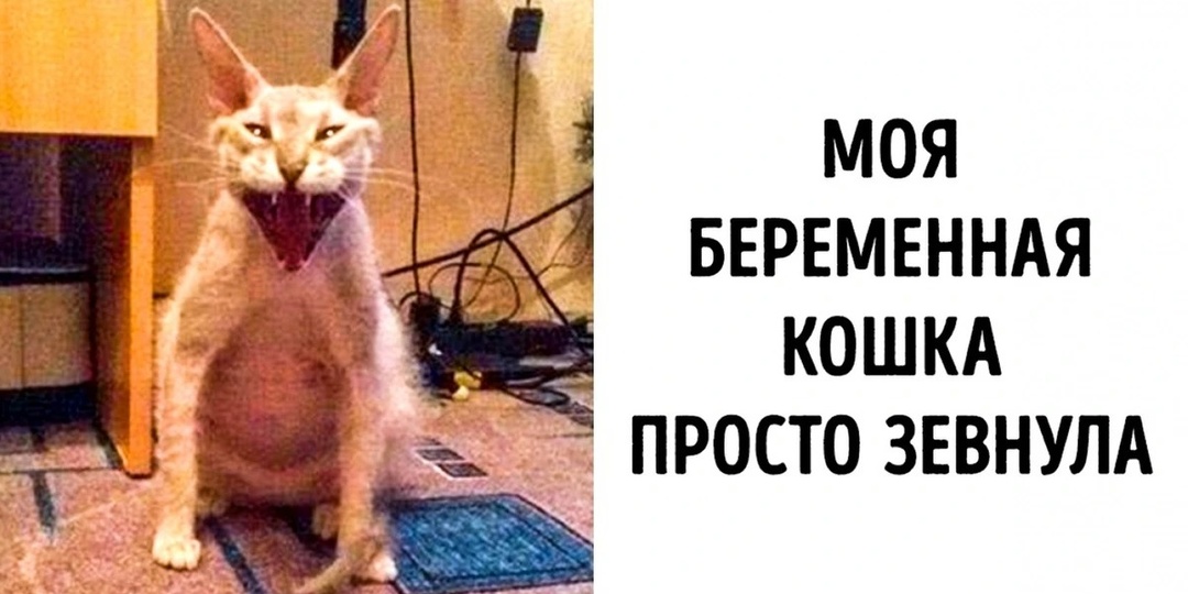 Берегитесь! Зверское обаяние этих животных может запросто сбить с ног