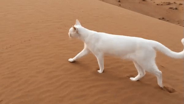 походка кошки