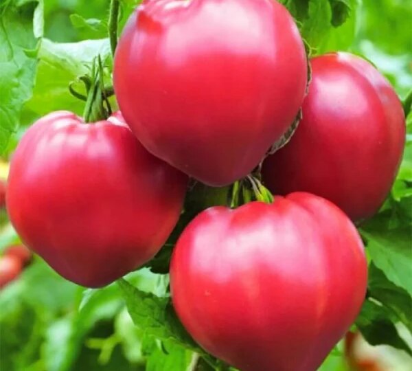 Томат Сердце бизона: крупные и мясистые плоды сердцевидной формы