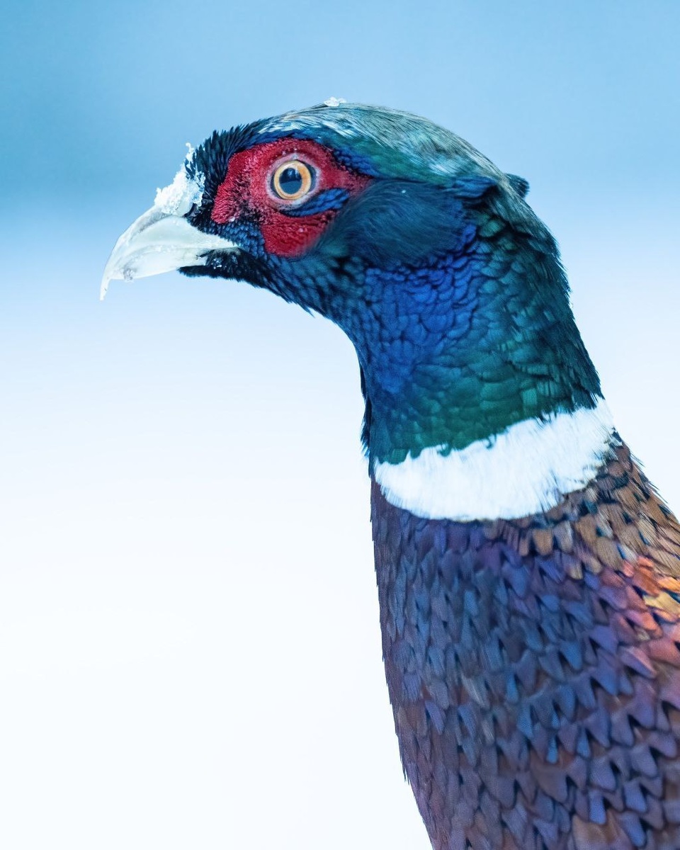    Птицы Кировской области/Марианна Балобанова