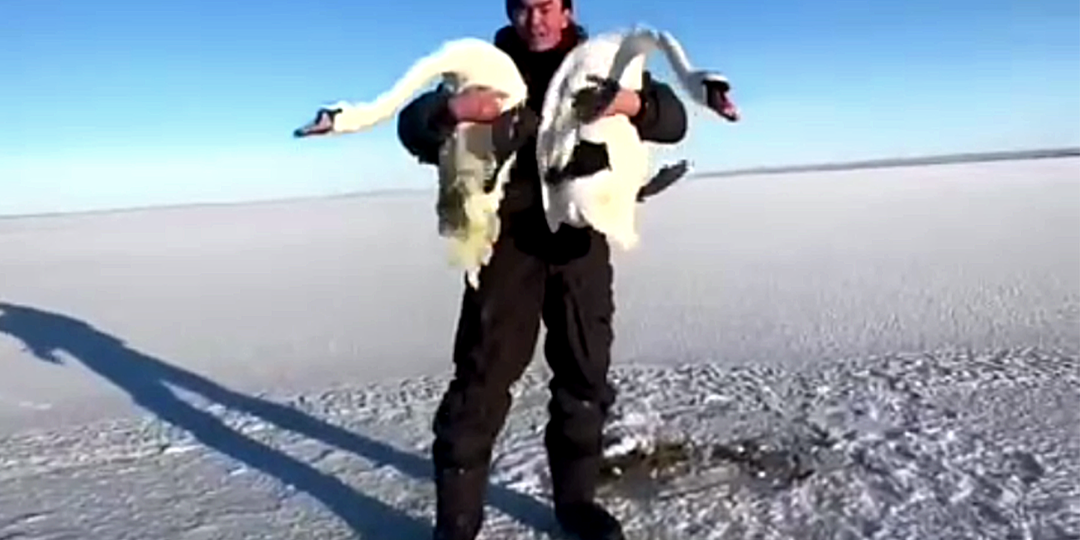 Плакал, прощаясь: животновод спас семью лебедей, вмерзших в лёд (что случилось с ними потом)