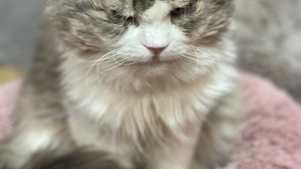 Помогите нашим котикам стать здоровенькими🙏🙏🙏